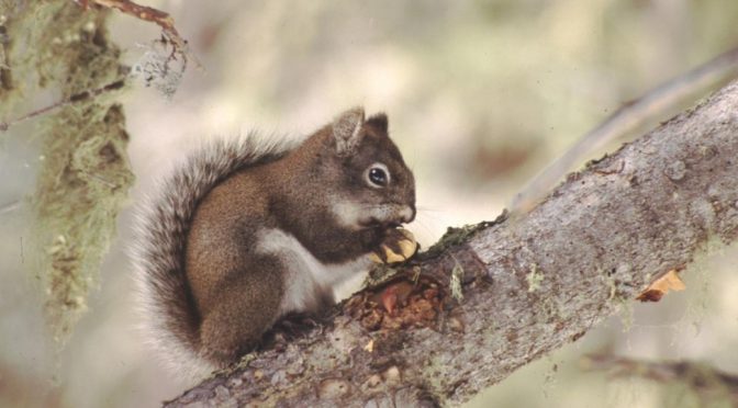 ah nuts! The special hell of data squirrels